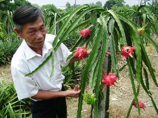 ThanhLong