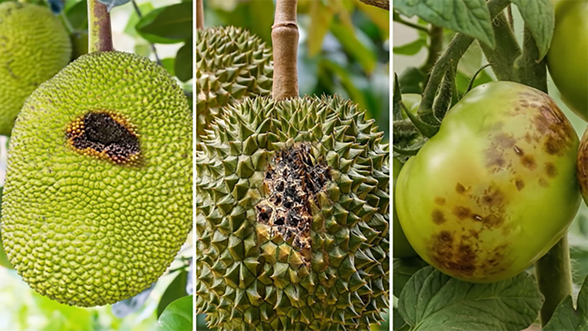 Ra-mat-Banjo-Forte (1)-2