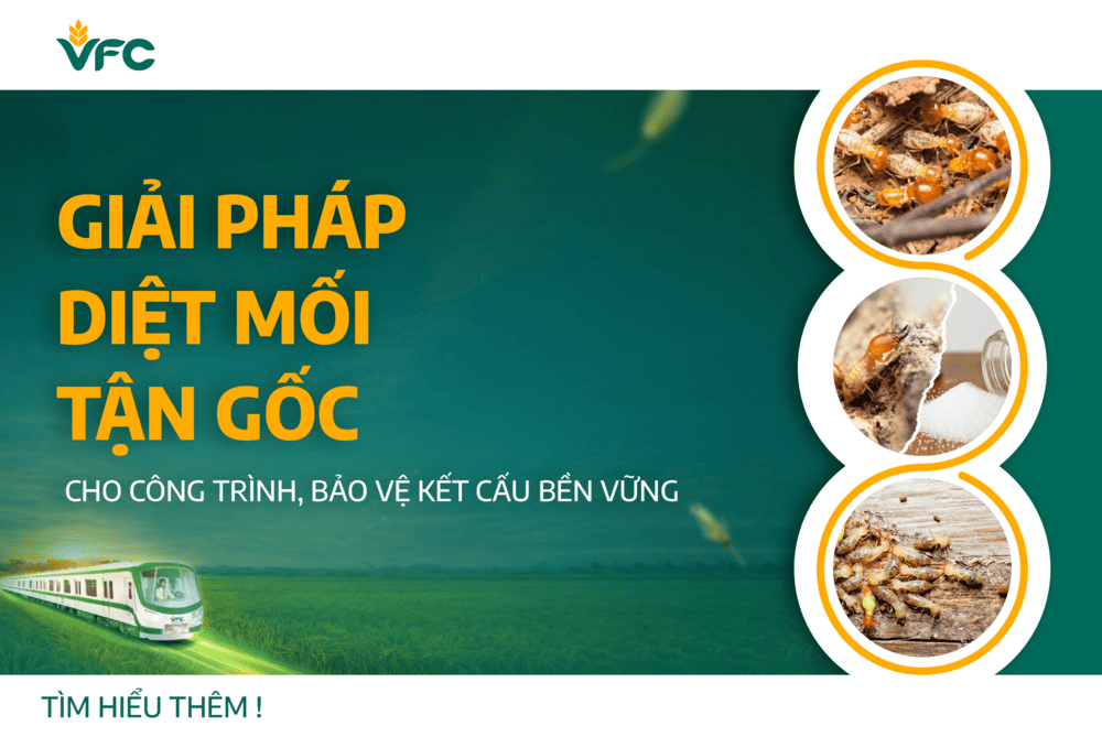 Giải pháp diệt mối tận gốc cho công trình, bảo vệ kết cấu bền vững