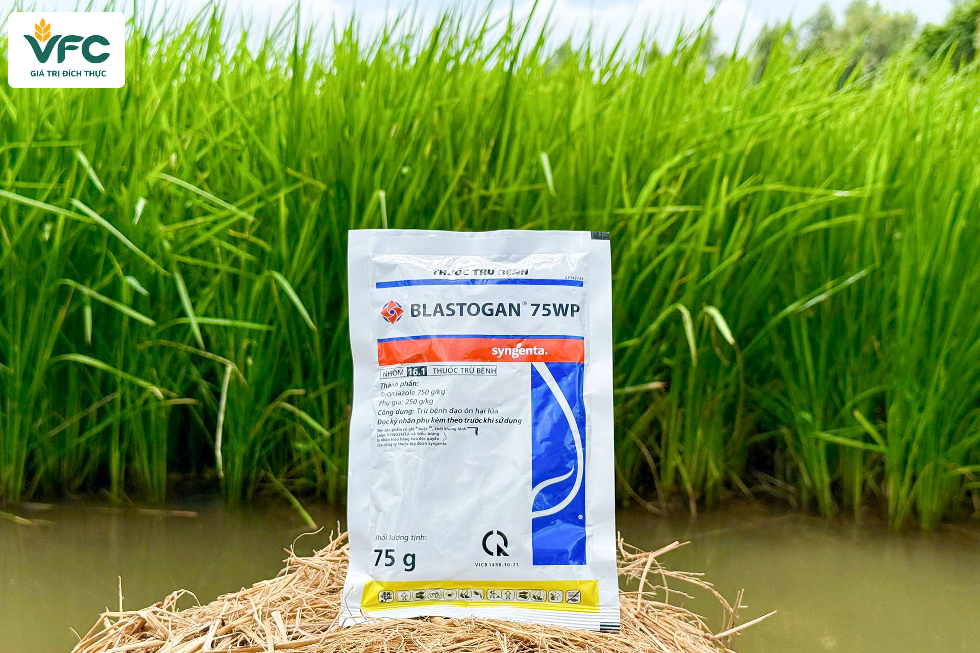 Blastogan (1)