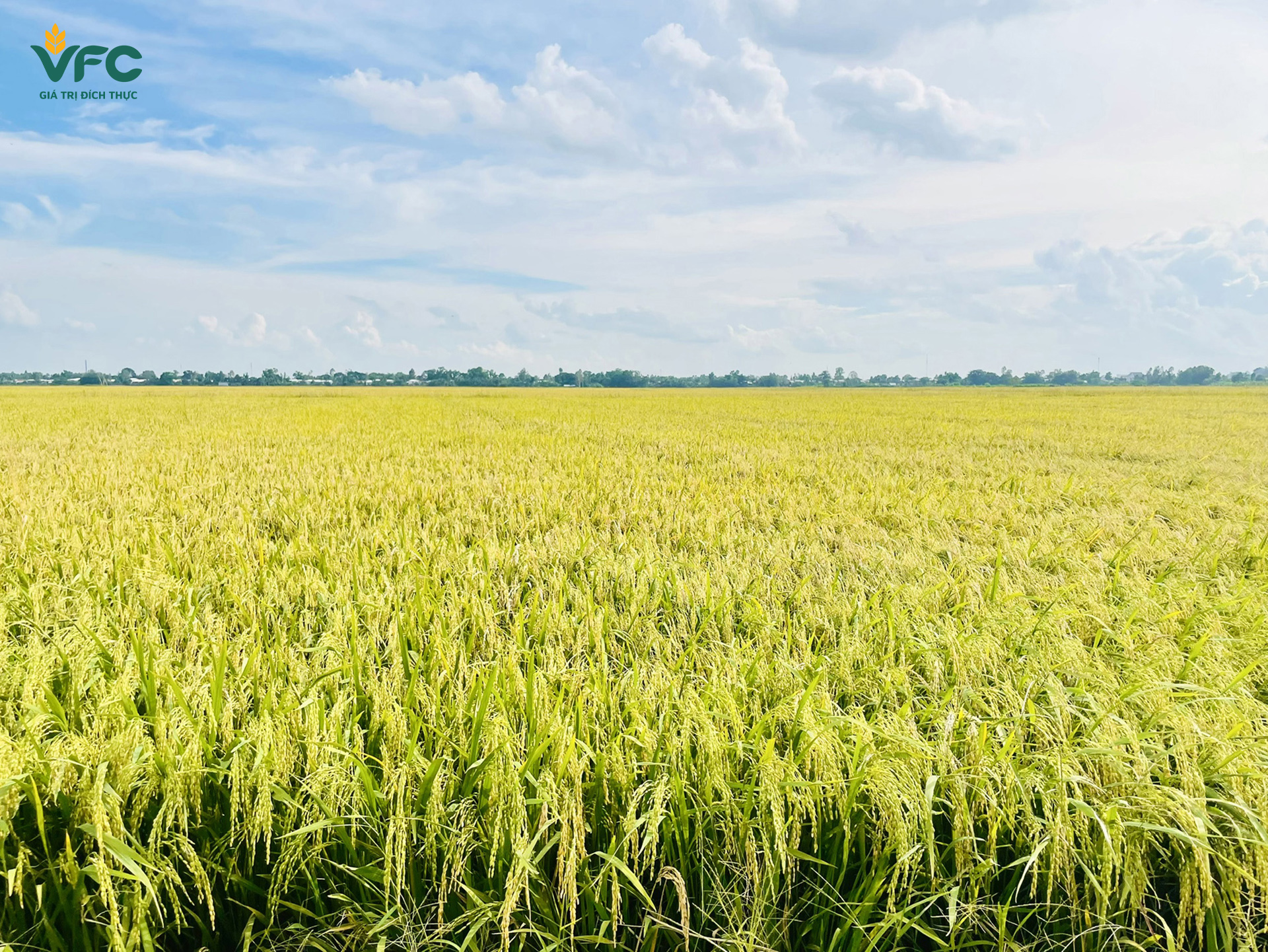 canh-tac-lua-huu-co-sinh-hoc-huong-toi-nong-nghiep-ben-vung