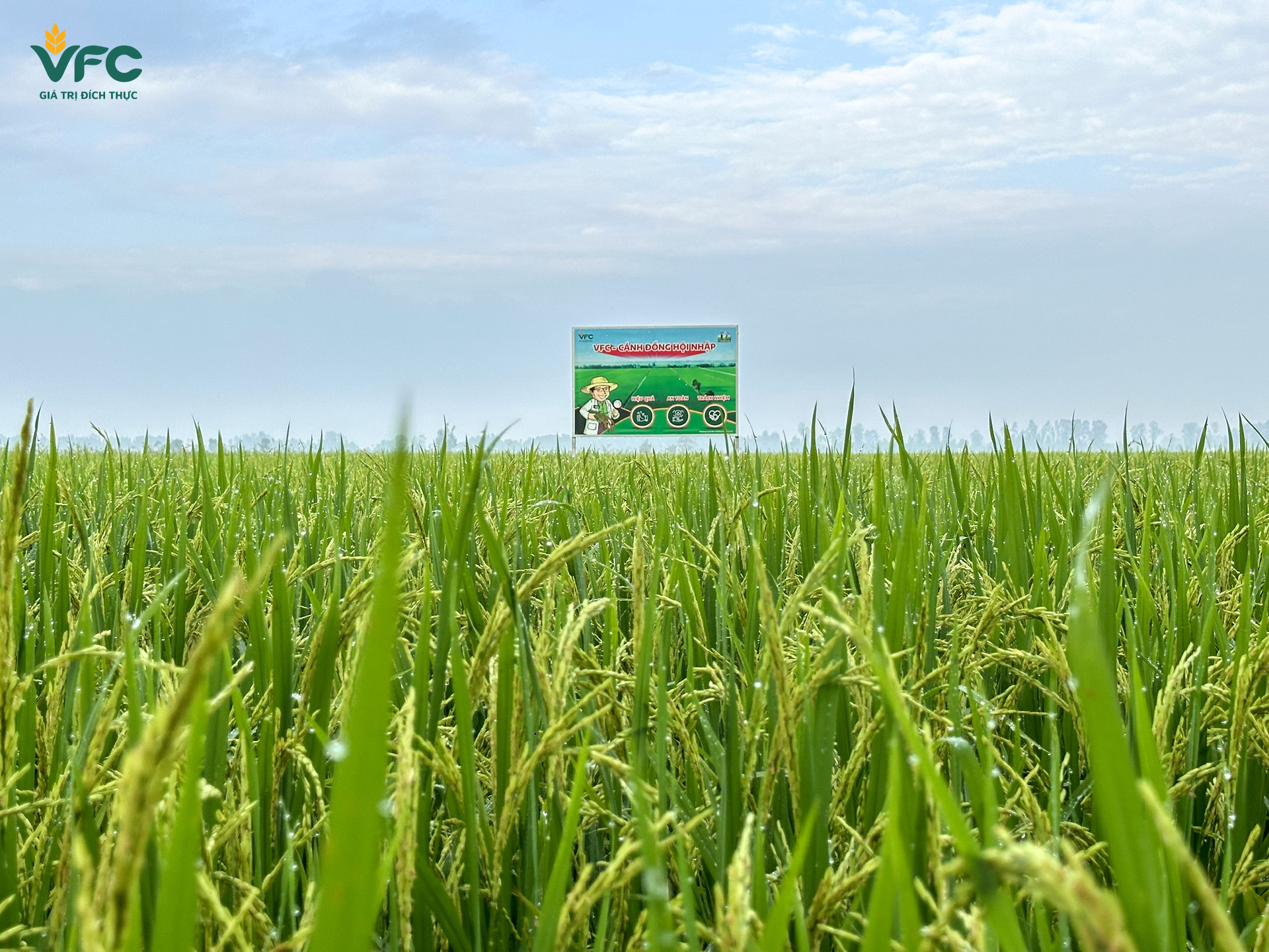 canh-tac-lua-theo-huong-huu-co-sinh-hoc-tai-Viet-Nam