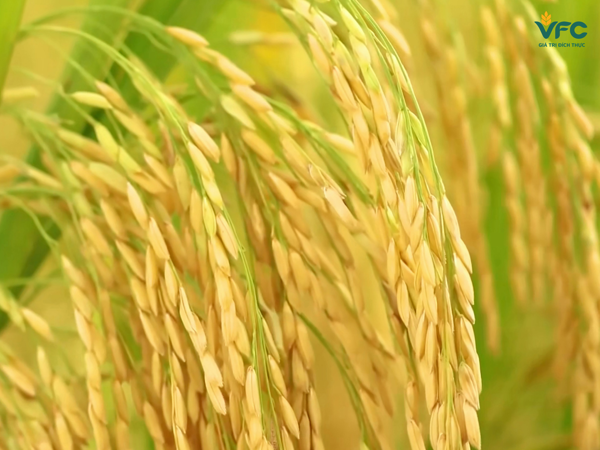 lua-huu-co-mang-lai-gia-tri-kinh-te-cao