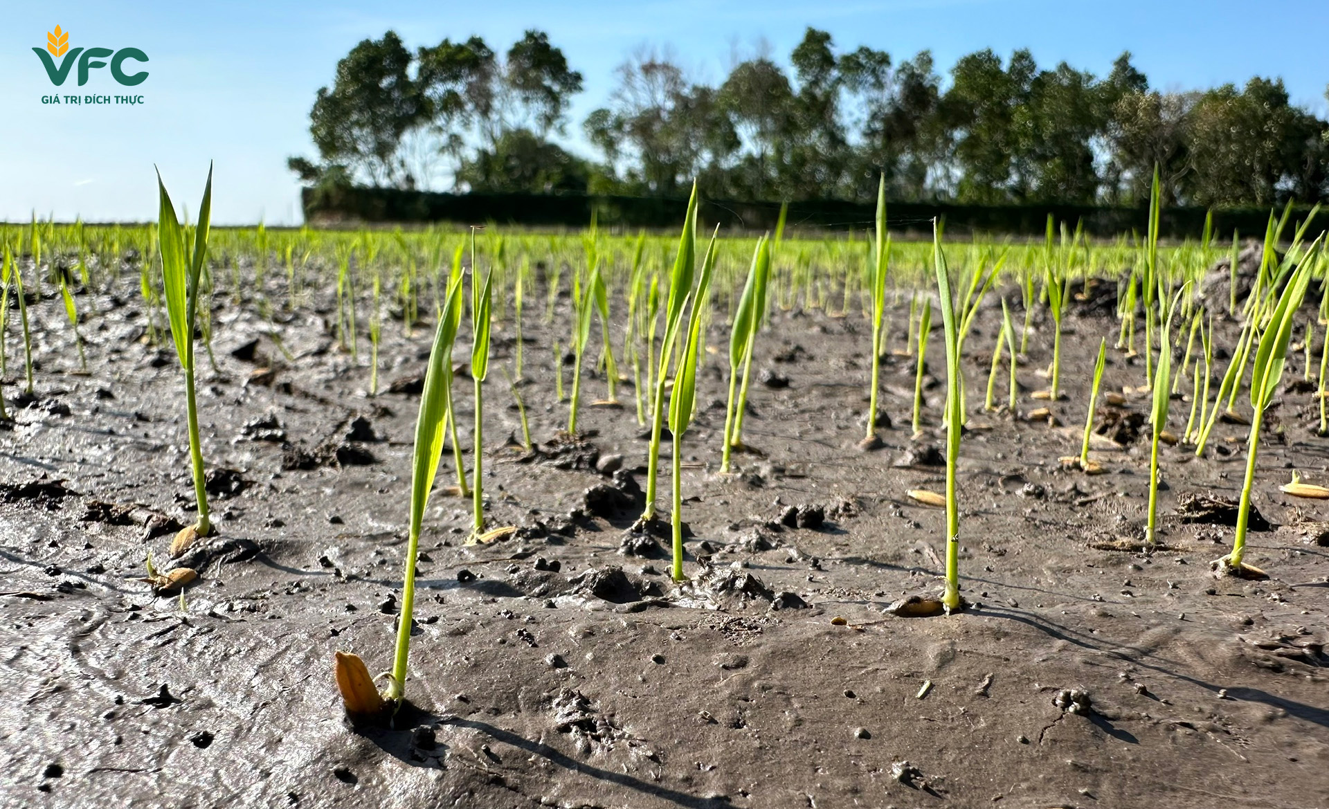 michelle_vfc_giai_phap_hieu_qua_cho_ma_khoe_sach_co_ngay_tu_dau_vu