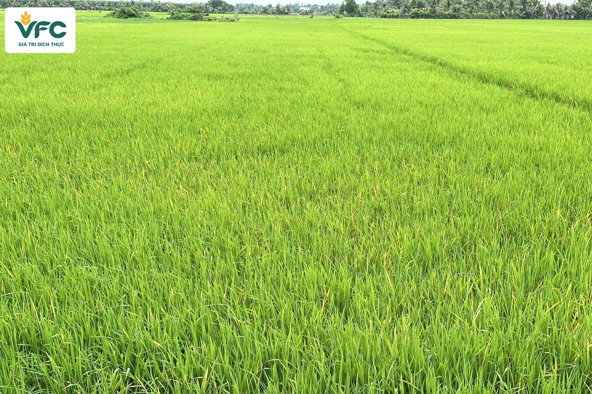 phong_ngua_tu_dau_vu_giup_giu_ruong_lua_xanh_ben_han_che_vang_cam_chet_cay