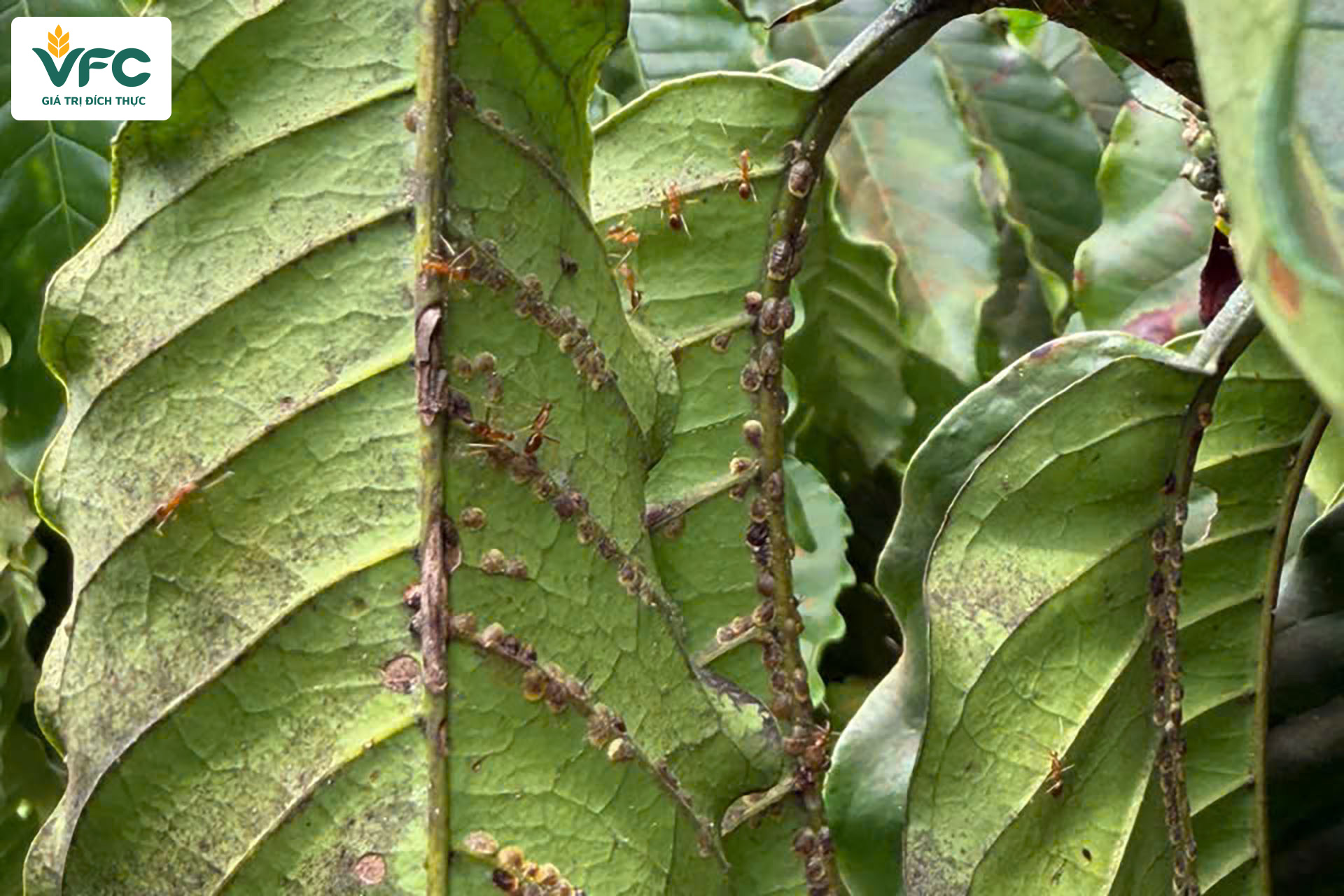 rep_vay_nau_hai_ca_phe
