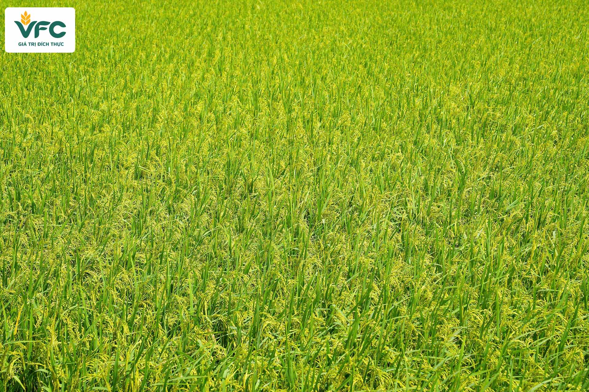 ruong_lua_tuoi_tot_nho_su_dung_dam_tom_9_rong