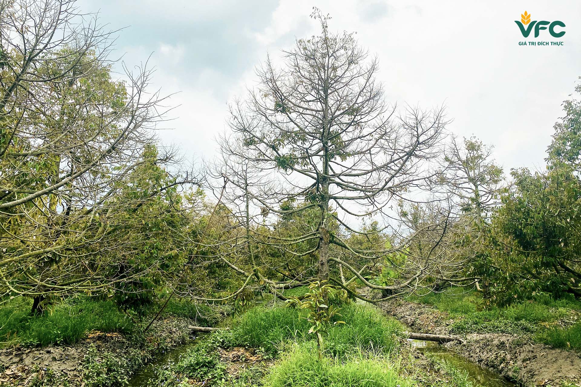 vuon-sau-rieng-chiu-tac-dong-cua-han-man.ipg